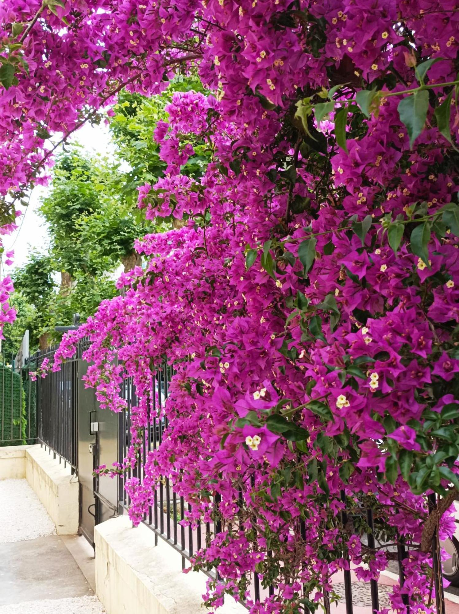 Le Salvator Apartment Cannes Ngoại thất bức ảnh